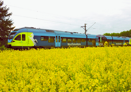 Moderner gelb-blau-türkiser Zug der Westfalenbahn an gelbem Rapsfeld von rechts nach links fahrend